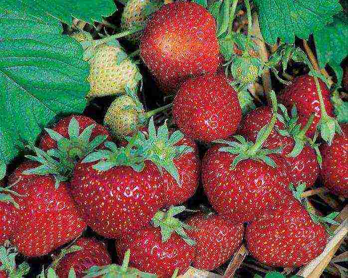 pinakamahusay na huli na mga varieties ng strawberry