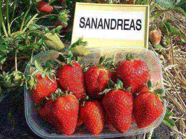 pinakamahusay na huli na mga varieties ng strawberry