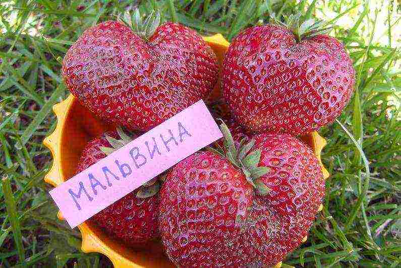 pinakamahusay na huli na mga varieties ng strawberry