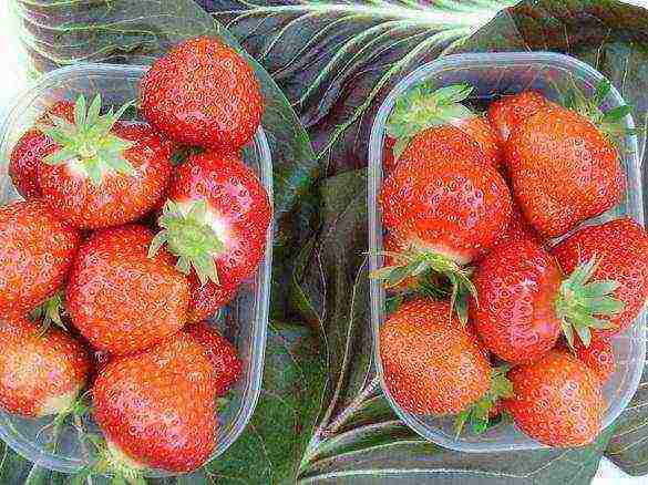 pinakamahusay na huli na mga varieties ng strawberry