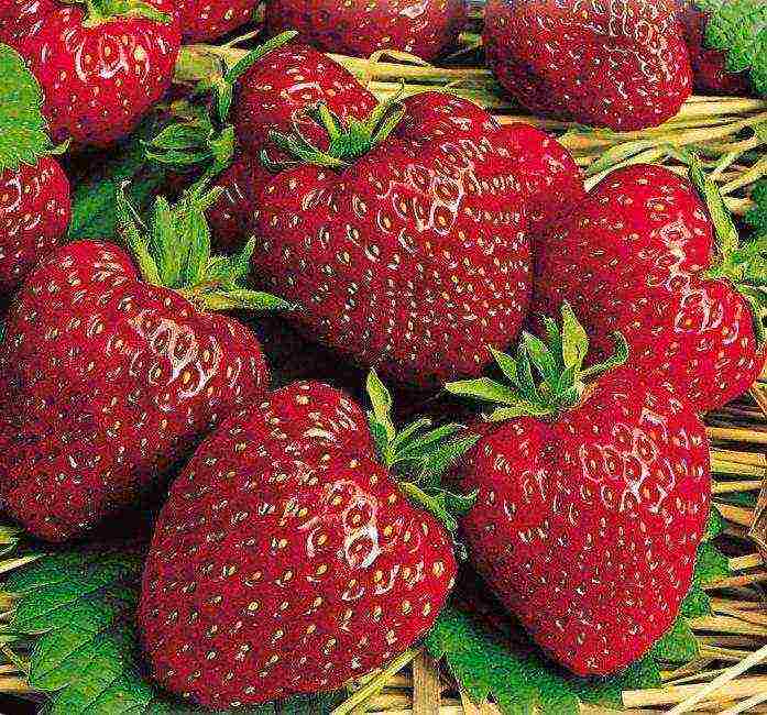 pinakamahusay na huli na mga varieties ng strawberry