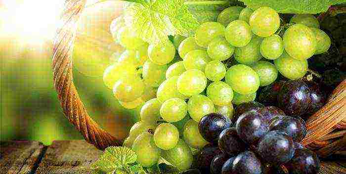 the best industrial grapes