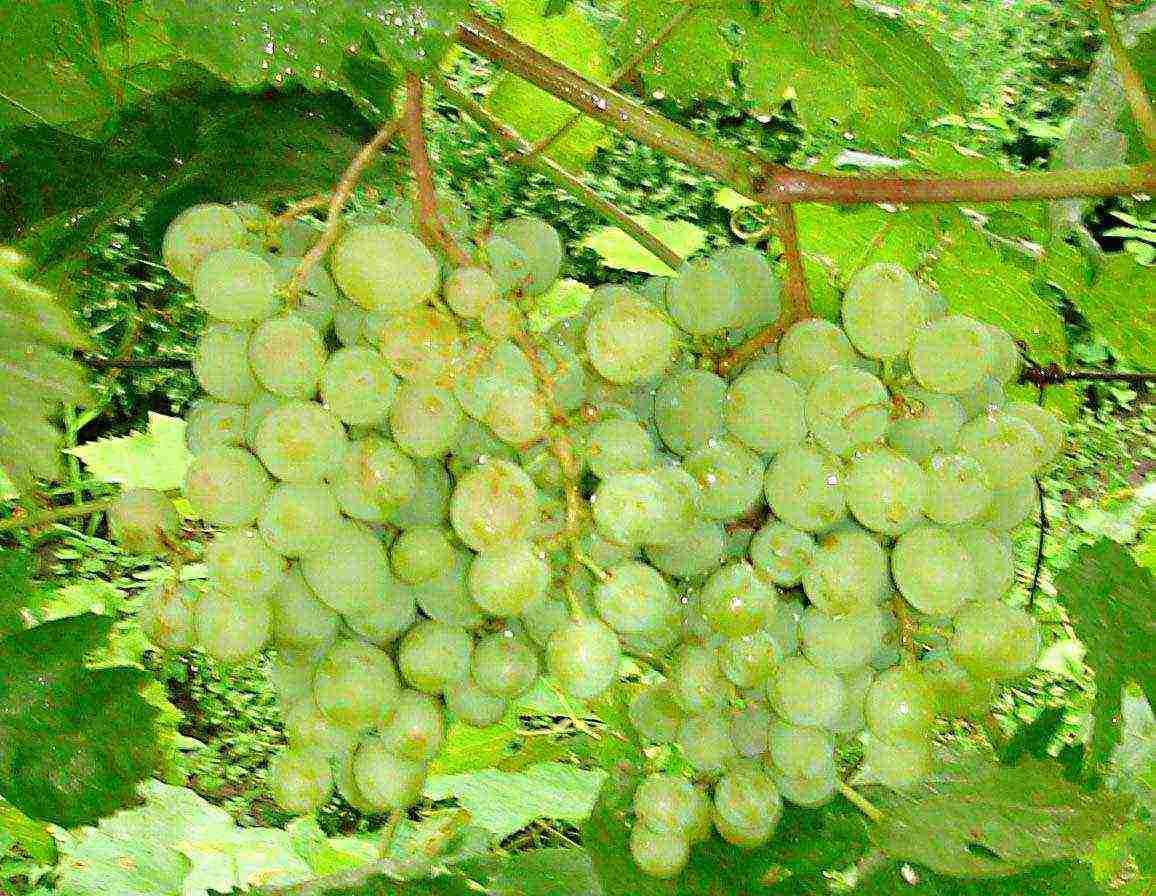 the best industrial grapes