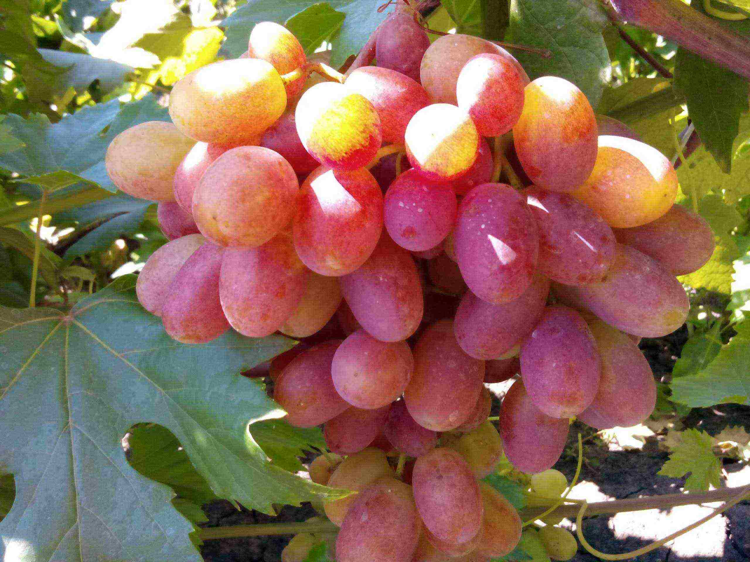 the best industrial grape varieties