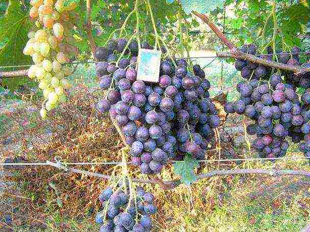 the best industrial grape varieties