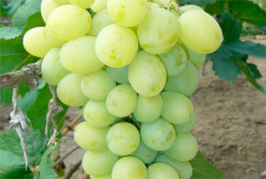 the best industrial grapes