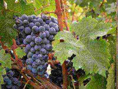 the best industrial grapes