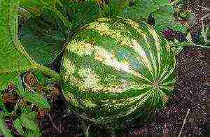 the best early varieties of watermelons