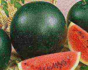 the best early varieties of watermelons