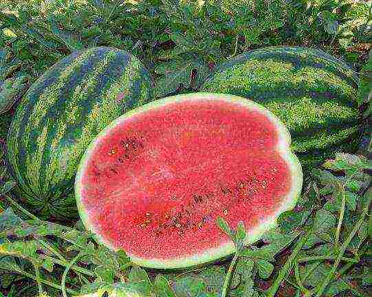 the best early varieties of watermelons