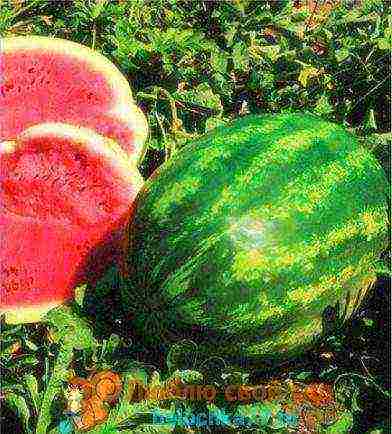 the best early varieties of watermelons