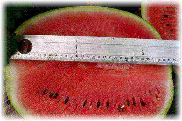 the best early varieties of watermelons