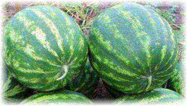 the best early varieties of watermelons