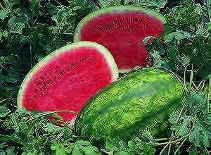 the best early varieties of watermelons