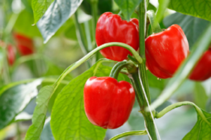 the best early varieties of peppers