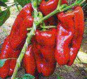 ang pinakamahusay na maagang pagkakaiba-iba ng peppers