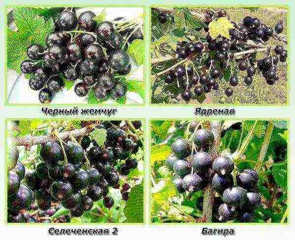the best Siberian currant varieties
