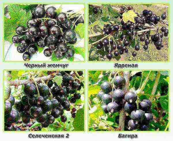 ang pinakamahusay na Siberian currant varieties