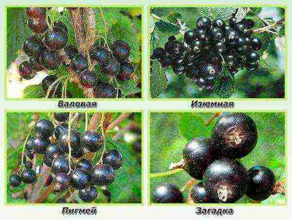 the best Siberian currant varieties