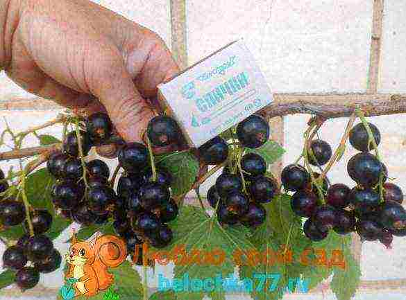 the best Siberian currant varieties