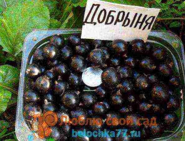 ang pinakamahusay na Siberian currant varieties