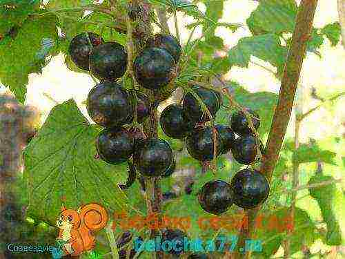 ang pinakamahusay na Siberian currant varieties