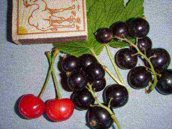 ang pinakamahusay na Siberian currant varieties