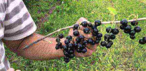 the best Siberian currant varieties