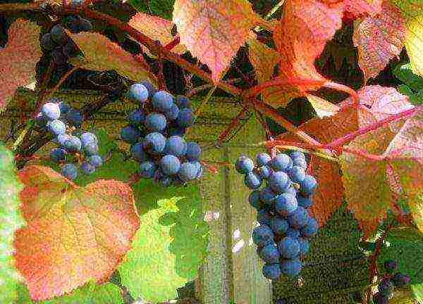 the best Siberian grape varieties