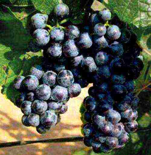 the best Siberian grape varieties