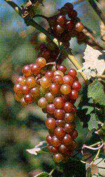 the best Siberian grape varieties
