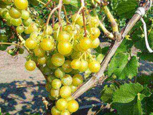 the best Siberian grape varieties