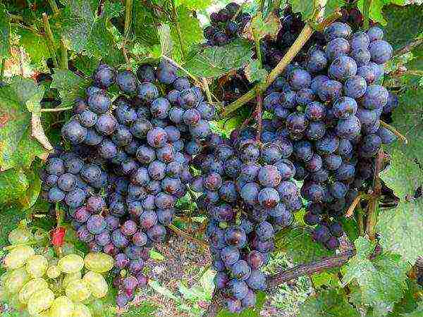 the best Siberian grape varieties