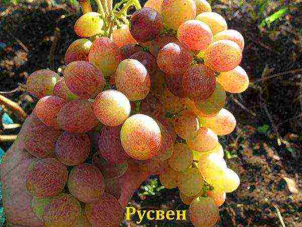 the best Siberian grape varieties