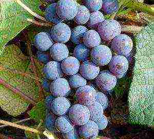 the best Siberian grape varieties