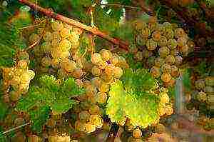 the best Siberian grape varieties