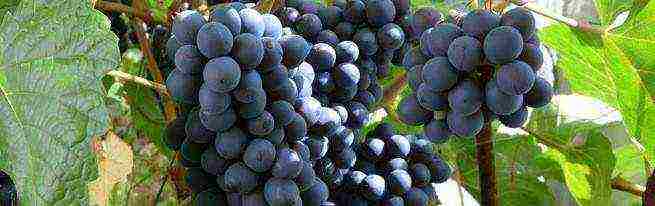 the best Siberian grape varieties