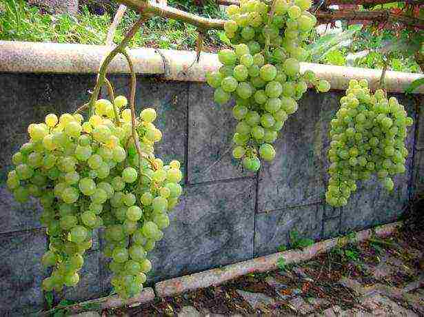 the best Siberian grape varieties