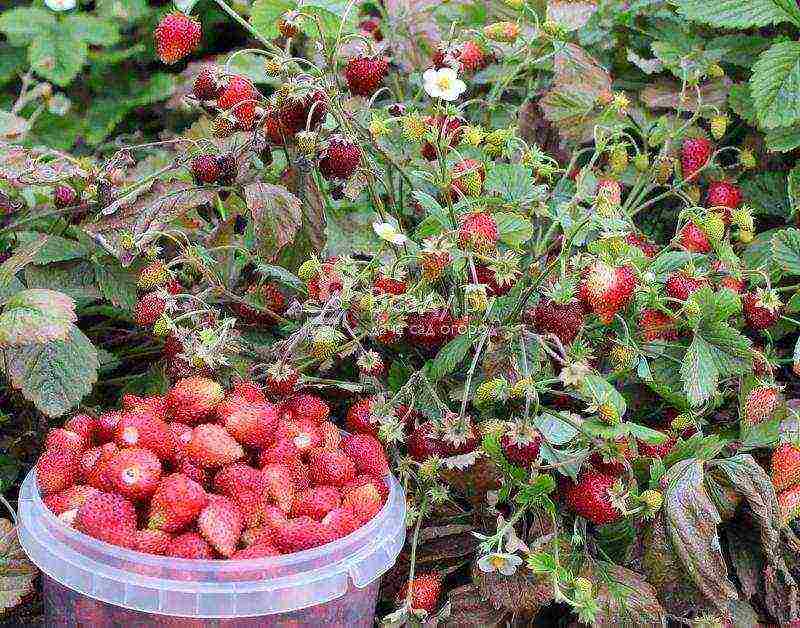 the best varieties of alpine strawberries
