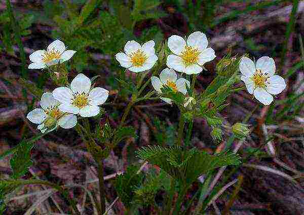 ang pinakamahusay na mga pagkakaiba-iba ng mga alpine strawberry