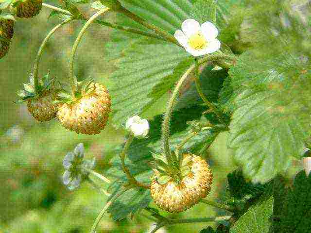 the best varieties of alpine strawberries