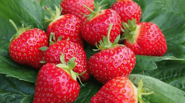 the best varieties of alpine strawberries