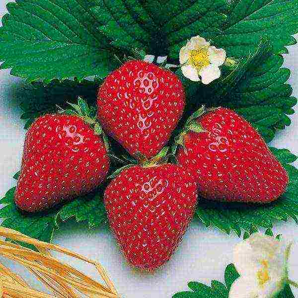 the best varieties of alpine strawberries