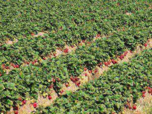 ang pinakamahusay na mga pagkakaiba-iba ng mga alpine strawberry