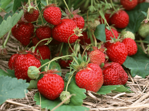 the best varieties of alpine strawberries