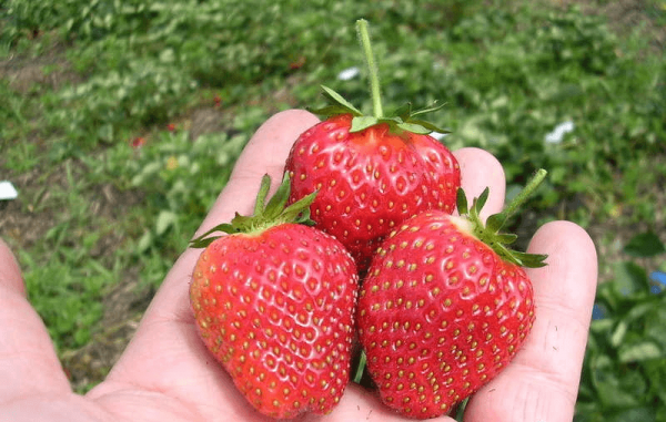 ang pinakamahusay na mga pagkakaiba-iba ng mga alpine strawberry