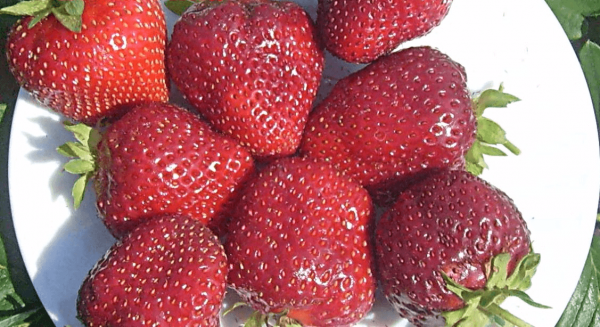 the best varieties of alpine strawberries