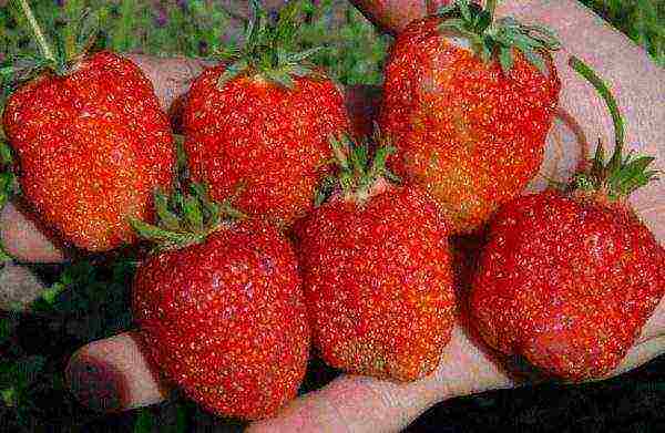 the best varieties of alpine strawberries