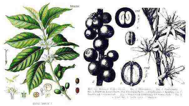 ang pinakamahusay na pagkakaiba-iba ng arabica