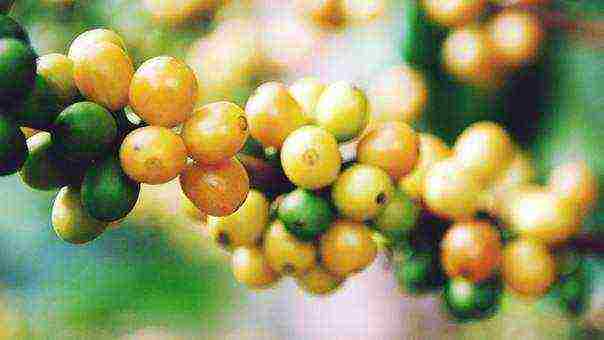 the best varieties of arabica